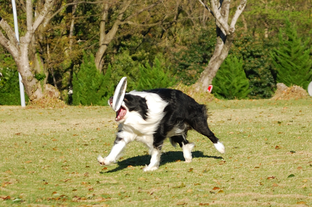DSC_91417.JPG